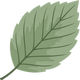 Beech