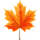 Maple + Oak
