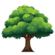Oak