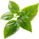 Basil