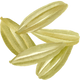 Fennel