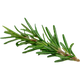Rosemary