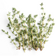 Thyme